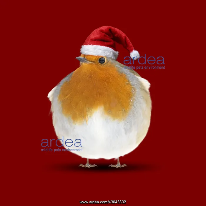 : Robin wearing Christmas hat. Digital manipulation : Robin wearing Christmas hat. Digital manipulation