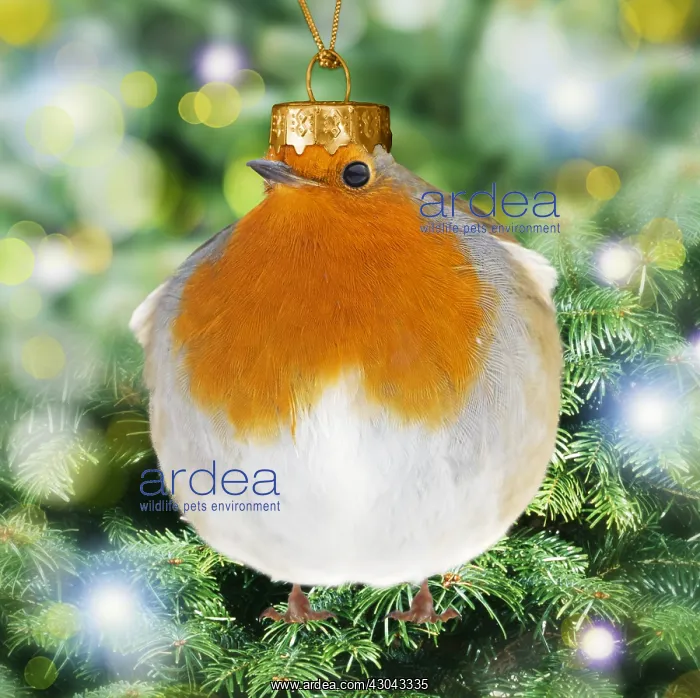 : Robin wearing Christmas hat. Digital manipulation : Robin wearing Christmas hat. Digital manipulation