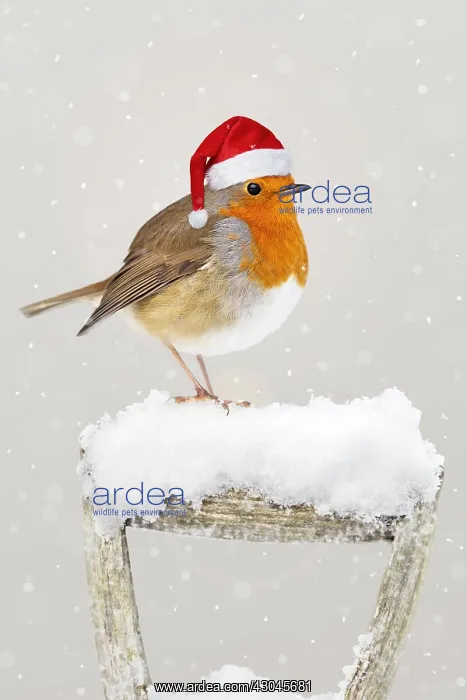 : Robin, wearing Christmas hat on garden fork handle in snow : Robin, wearing Christmas hat on garden fork handle in snow