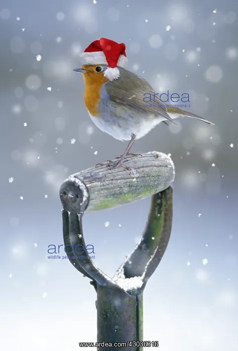 : Robin, wearing Christmas hat on spade handle in winter : Robin, wearing Christmas hat on spade handle in winter