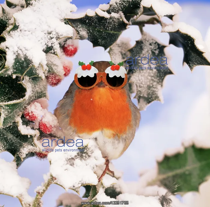 : Robin wearing Christmas pudding sunglasses In frozern Holly Digital Manipulation; : Robin wearing Christmas pudding sunglasses In frozern Holly Digital Manipulation;