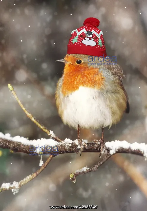 : Robin wearing hat : Robin wearing hat