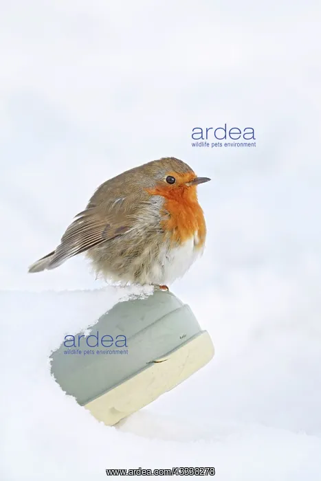 : Robin - on wellington boot in snow : Robin - on wellington boot in snow