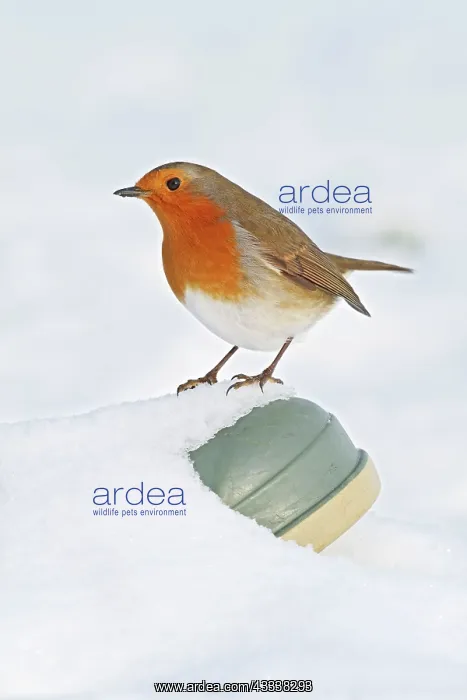 : Robin - on wellington boot in snow : Robin - on wellington boot in snow