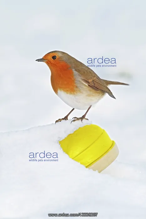 : Robin - on wellington boot in snow : Robin - on wellington boot in snow