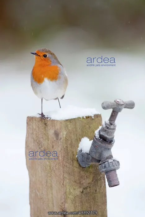 : Robin - winter : Robin - winter
