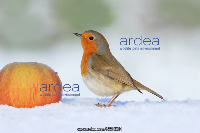 : Robin - Winter with Apple - Cornwall - UK : Robin - Winter with Apple - Cornwall - UK