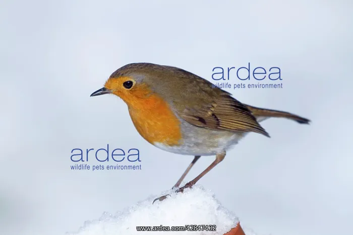 : Robin - in winter snow : Robin - in winter snow