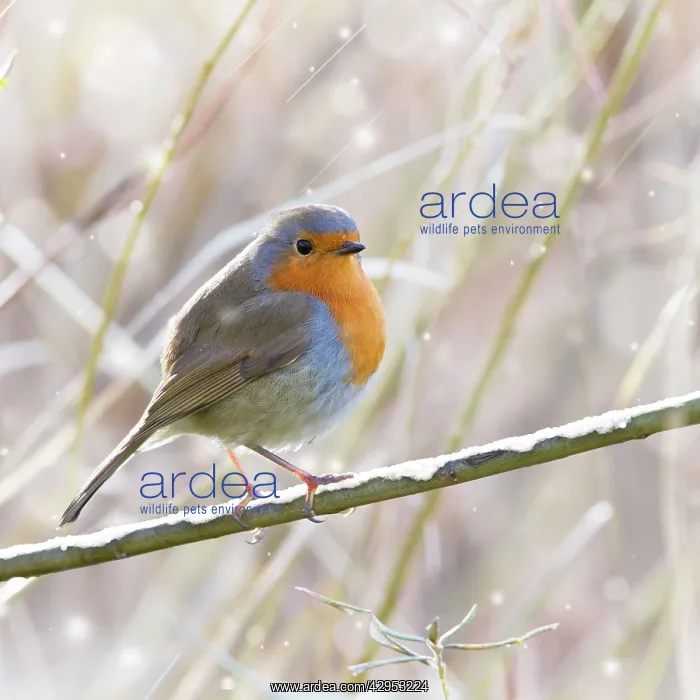 : Robin - in winter snow : Robin - in winter snow