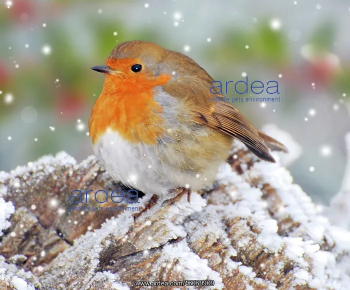  : Robin in winter snow