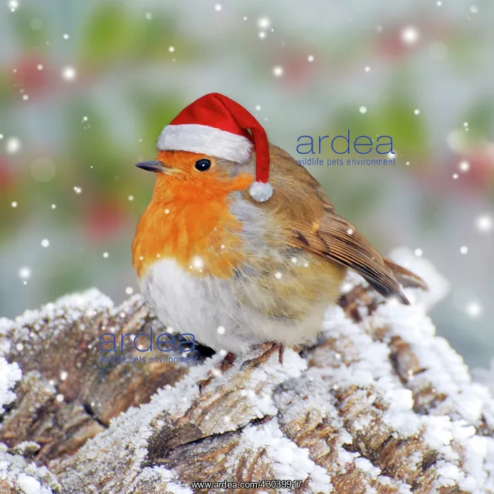  : Robin in winter snow