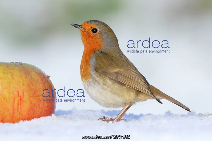 : Robin - in winter snow with apple : Robin - in winter snow with apple