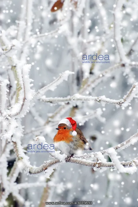  : Robin in winter snow wearing Christmas hat