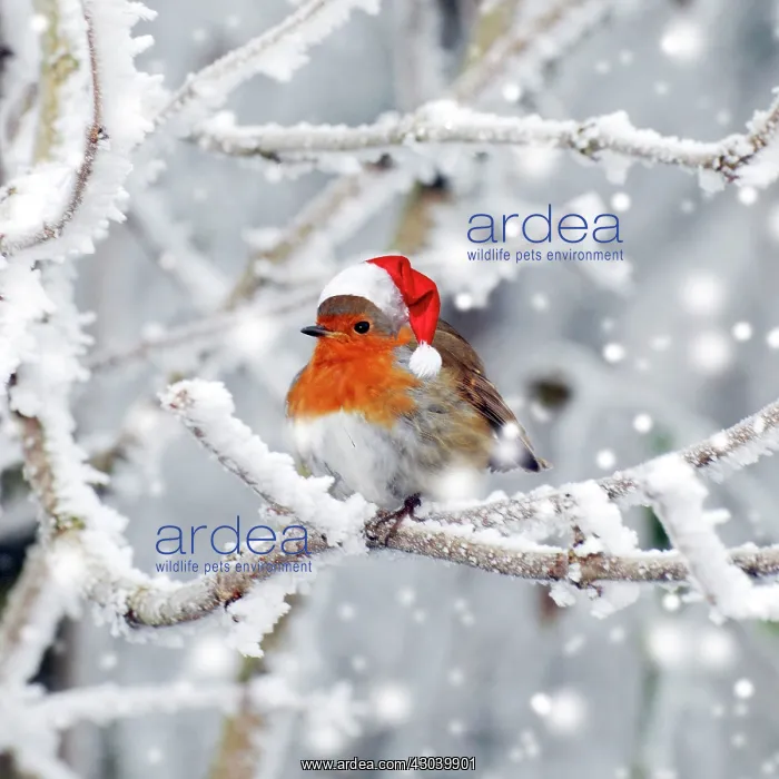  : Robin in winter snow wearing Christmas hat