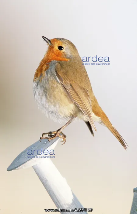 : Robin - In winter on watering-can : Robin - In winter on watering-can