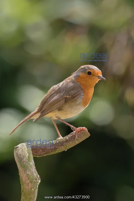  : Robin on wisteria twig