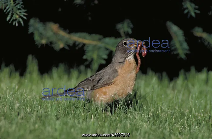 : Robin with worm : Robin with worm