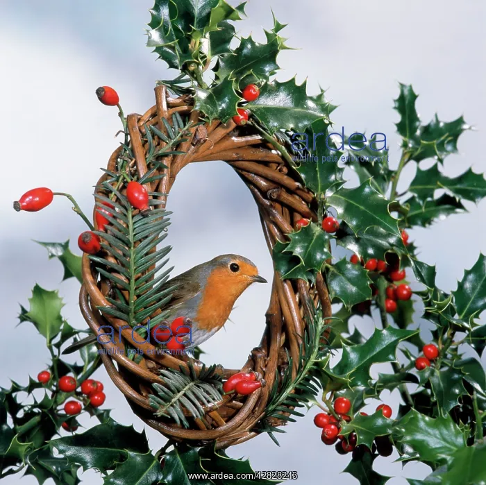  : Robin - on wreath with holly & rosehips