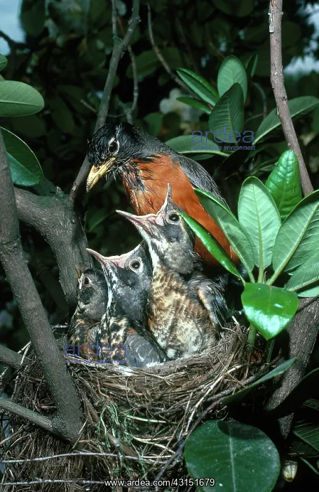 : Robin with young : Robin with young