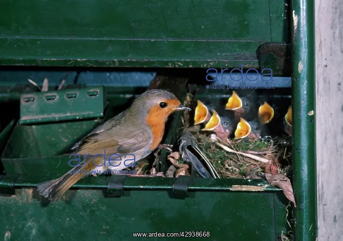  : Robin - with young in nest, in shed