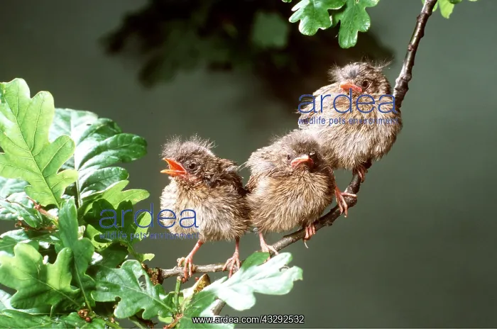 : ROBIN - young perched on branch : ROBIN - young perched on branch
