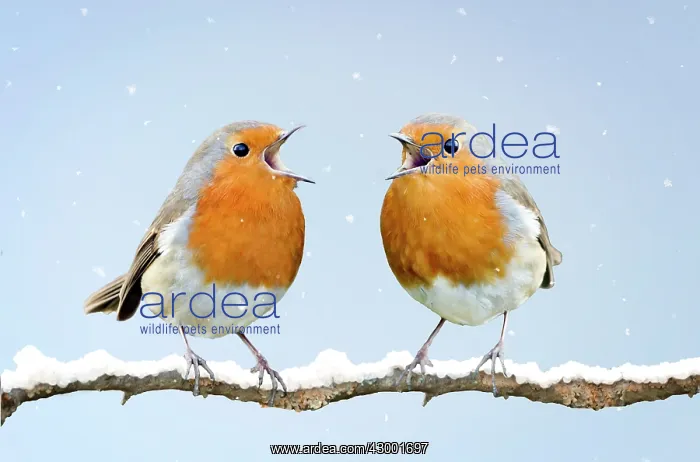 : Robins in full voice - in winter snow Digital Manipulation (Erithacus rubecula) : Robins in full voice - in winter snow Digital Manipulation (Erithacus rubecula)