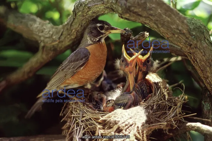 : Robins. Adult robin (Turdus migratorius) with hatchlings in a nest during summer in Ludlow : Robins. Adult robin (Turdus migratorius) with hatchlings in a nest during summer in Ludlow