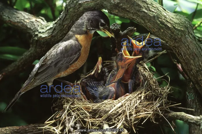 : Robins. Adult robin (Turdus migratorius) feeding hatchlings in a nest during : Robins. Adult robin (Turdus migratorius) feeding hatchlings in a nest during