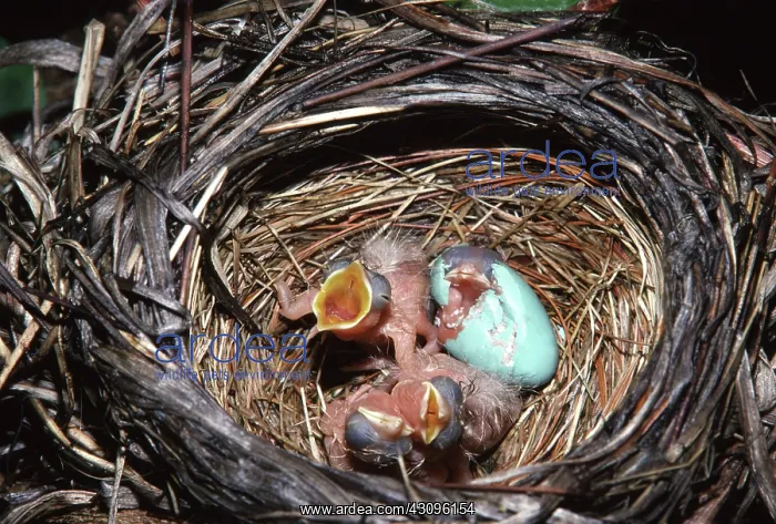 : Robins. Robin hatchlings (Turdus migratorius) : Robins. Robin hatchlings (Turdus migratorius)