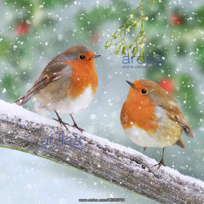 : Robins, on branch in winter snow : Robins, on branch in winter snow