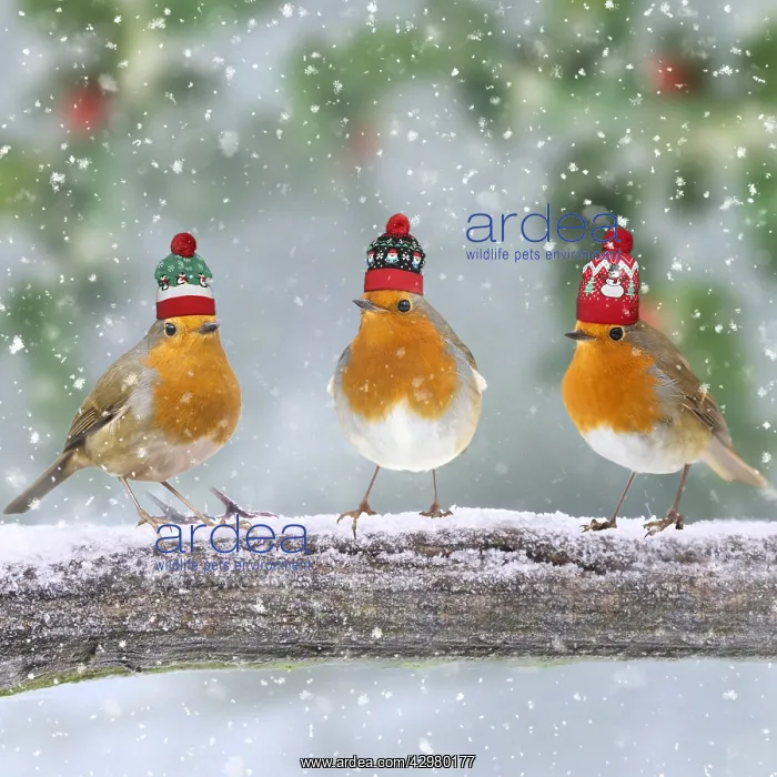 : Robins with Christmas bobble hats on branch in winter snow : Robins with Christmas bobble hats on branch in winter snow