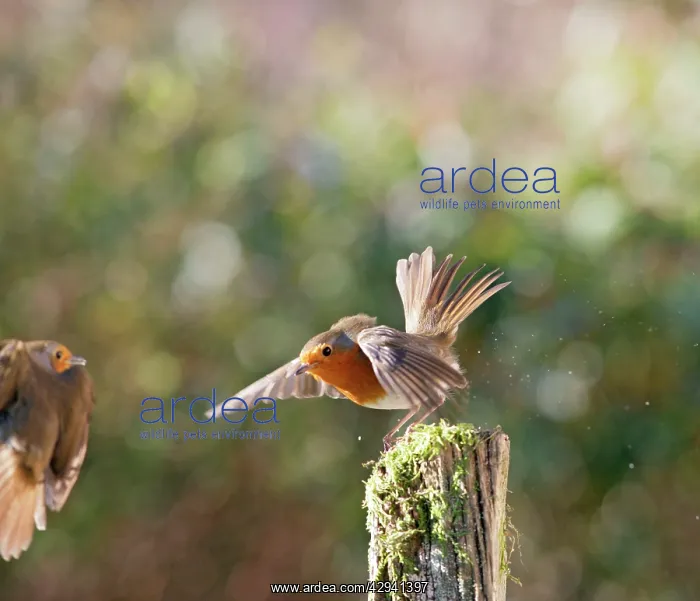 : Robins - fighting : Robins - fighting