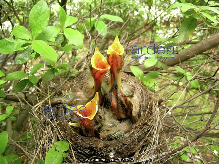 : Robins in nest : Robins in nest