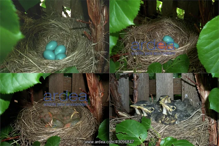 : Robin's nest : Robin's nest