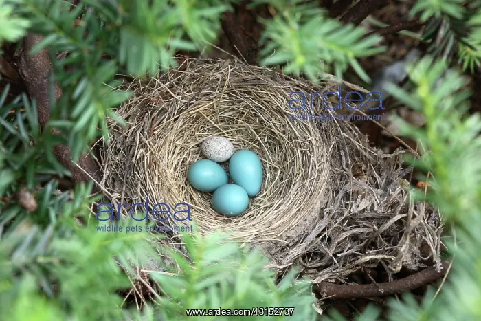 : Robin's Nest and Cowbird Egg : Robin's Nest and Cowbird Egg