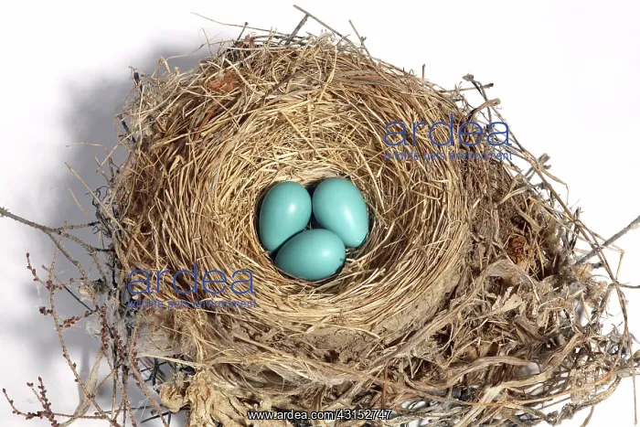 : Robin's Nest with Eggs : Robin's Nest with Eggs