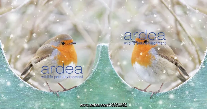  : Robins, pair on garden fence in winter snow