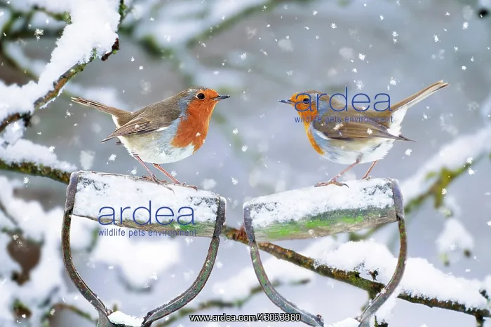 : Robins - perched on spade handles in winter snow : Robins - perched on spade handles in winter snow