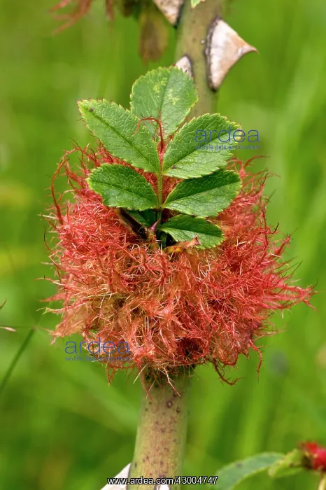 : Robin's Pincushion / Bedeguar Gall : Robin's Pincushion / Bedeguar Gall