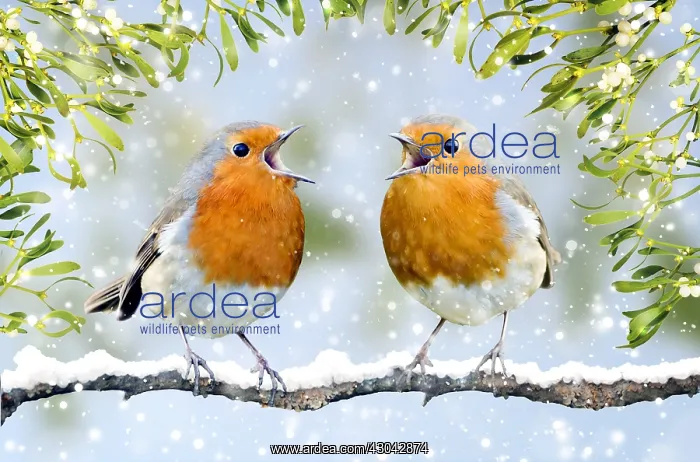 : Robins - in full voice - in winter snow : Robins - in full voice - in winter snow