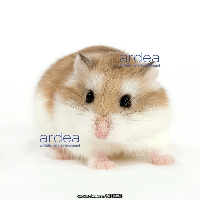  : Roborovski Hamster