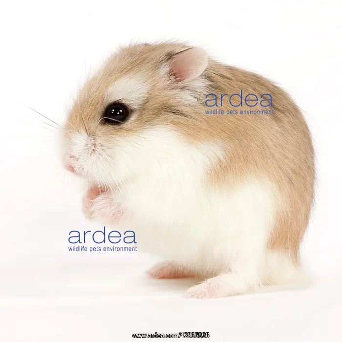  : Roborovski Hamster