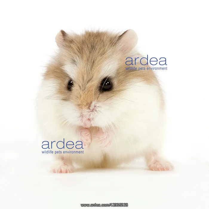  : Roborovski Hamster