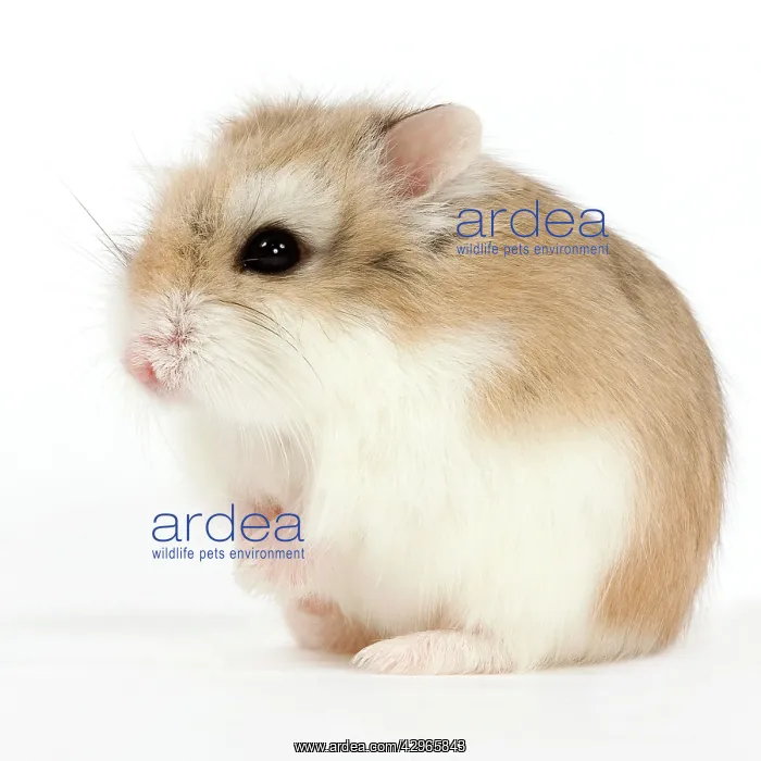  : Roborovski Hamster