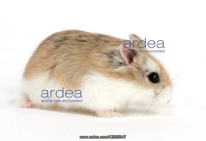  : Roborovski Hamster