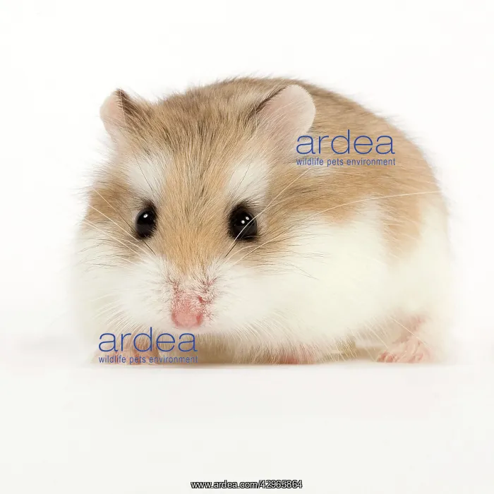  : Roborovski Hamster