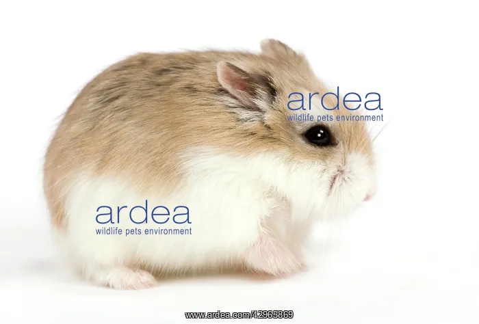  : Roborovski Hamster
