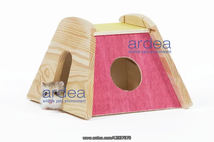  : Roborovski Hamster
