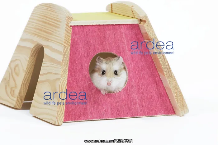  : Roborovski Hamster
