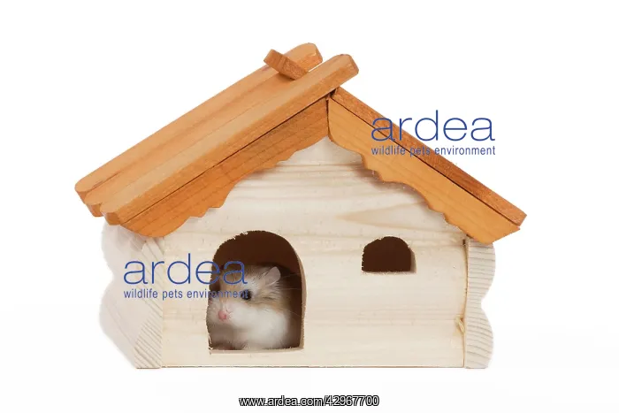  : Roborovski Hamster